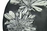 Polished Chrysanthemum Stone - China #285001-2